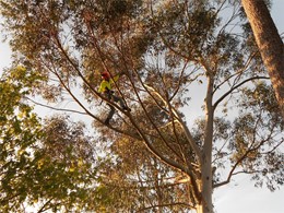 Poda en altura eucalipto CALDAS LOUREIRO ARBORICULTURA