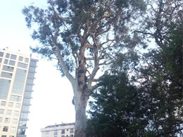 Poda en altura gran eucalipto Vigo LOUREIRO ARBORICULTURA GALICIA