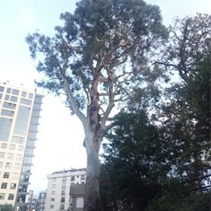 Poda en altura gran eucalipto Vigo