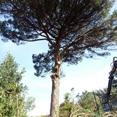 Poda en altura pino SANXENXO LOUREIRO ARBORICULTURA