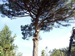 Poda en altura pino SANXENXO LOUREIRO ARBORICULTURA