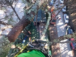 Poda en altura por riesgo alto LOUREIRO ARBORICULTURA GALICIA