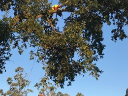 Poda en altura redución de ramas roble VILAGARCIA LOUREIRO ARBORICULTURA