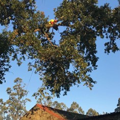 Poda en altura redución de ramas roble VILAGARCIA LOUREIRO ARBORICULTURA