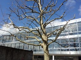 Poda estructural y reducción de plátano de sombra LOUREIRO ARBORICULTURA