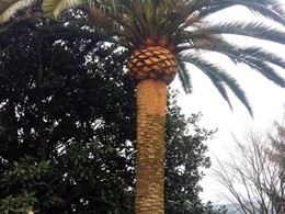 Poda palmera en Teo LOUREIRO ARBORICULTURA GALICIA