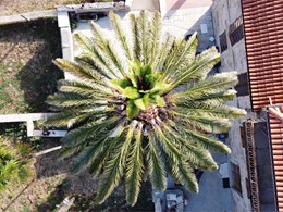 Rebrote palmeira post ciruxía LOUREIRO ARBORICULTURA GALICIA 