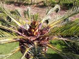 Rebrote palmera post cirugía 2 LOUREIRO ARBORICULTURA GALICIA