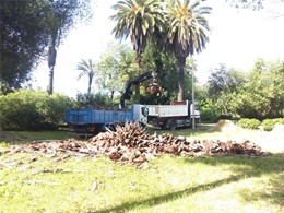 Retirada de restos de poda palmeiras LOUREIRO ARBORICULTURA GALICIA