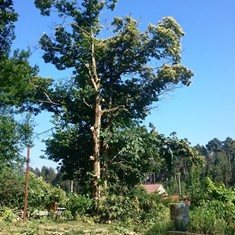 Tala difícil 1 VILAGARCIA LOUREIRO ARBORICULTURA