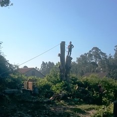 Tala difícil 3 VILAGARCIA LOUREIRO ARBORICULTURA