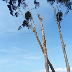 Tala difícil CAMBADOS LOUREIRO ARBORICULTURA