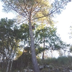 Tala en altura controlada en Soutelo de Montes 1