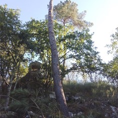 Tala en altura controlada en Soutelo de Montes 2