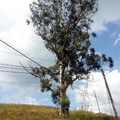 Tala en altura de gran eucalipto sobre linea electrica alta tensión con apo