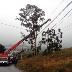 Tala en altura de gran eucalipto sobre liñas eléctricas alta tensión con ap