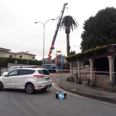 Tala en altura de palmeira en Pontevedra 1