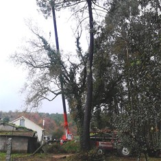 Tala en altura árbol sobre casa con apoyo de autogrúa