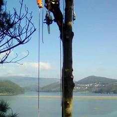 Tala en altura árboles CORUÑA LOUREIRO ARBORICULTURA