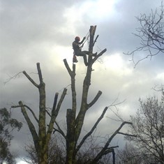 Tala en altura árbores CAMBADOS LOUREIRO ARBORICULTURA