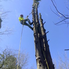 Tala en altura árbores OURENSE LOUREIRO ARBORICULTURA