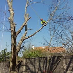 Tala en altura árbores SANTIAGO DE COMPOSTELA LOUREIRO ARBORICULTURA