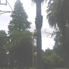 Tala palmera inicio Loureiro Arboricultura