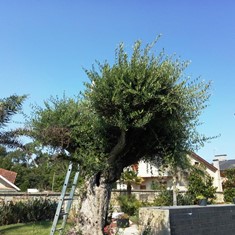 Topiaria (Antes) SANXENXO LOUREIRO ARBORICULTURA