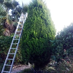 Topiaria thuja antes