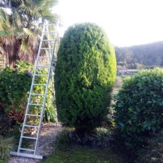 Topiaria thuja despois