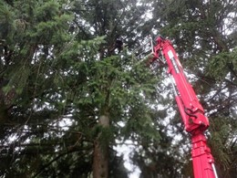 Traballos con plataforma LOUREIRO ARBORICULTURA GALICIA