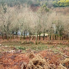 Traballos silvícolas frondosas prevención incendios 2