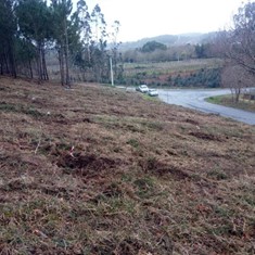 Traballos silvícolas frondosas prevención incendios 3