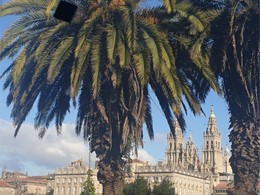 Tratamento de palmeiras Santiago de Compostela 1 LOUREIRO ARBORICULTURA GAL