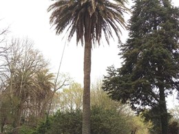 Tratamento palmeiras  PONTEAREAS LOUREIRO ARBORICULTURA GALICIA