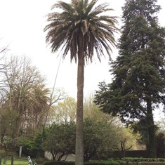 Tratamento palmeiras  PONTEAREAS LOUREIRO ARBORICULTURA