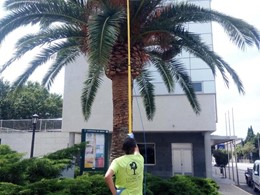 Tratamiento Ames BriónLOUREIRO ARBORICULTURA GALICIA loureiroarboricultura