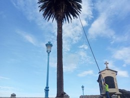 Tratamiento contra picudo Culleredo LOUREIRO ARBORICULTURA GALICIA loureiro