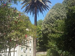 Tratamiento palmera 24m LOUREIRO ARBORICULTURA GALICIA 