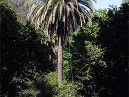 Tratamiento palmera Marín LOUREIRO ARBORICULTURA GALICIA 