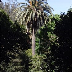 Tratamiento palmera Marín