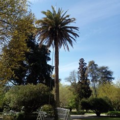 Tratamiento palmeras A ESTRADA LOUREIRO ARBORICULTURA