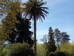Tratamiento palmeras A ESTRADA LOUREIRO ARBORICULTURA