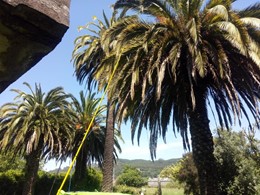 Tratamiento palmeras en Oleiros LOUREIRO ARBORICULTURA GALICIA