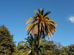 Tratamiento palmeras  PONTEVEDRA LOUREIRO ARBORICULTURA GALICIA