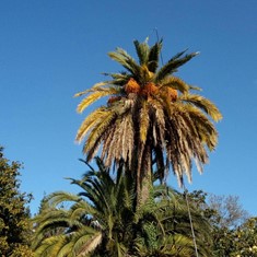 Tratamiento palmeras  PONTEVEDRA LOUREIRO ARBORICULTURA