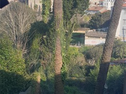 Tratamiento palmeras Santiago de Compostela LOUREIRO ARBORICULTURA GALICIA 