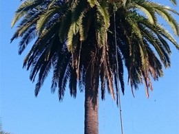 Tratamiento palmeras SANXENXO LOUREIRO ARBORICULTURA GALICIA