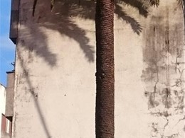 Tratamiento palmeras VIGO LOUREIRO ARBORICULTURA GALICIA
