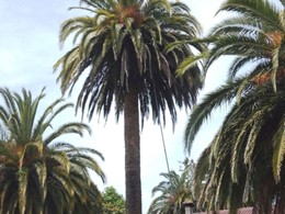 Tratamiento palmeras VILLAGARCIA LOUREIRO ARBORICULTURA